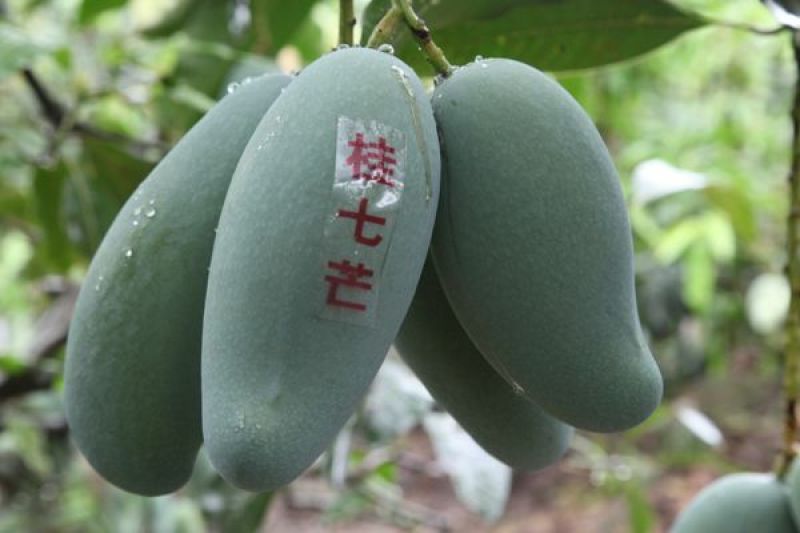 台农苗桂七芒果苗