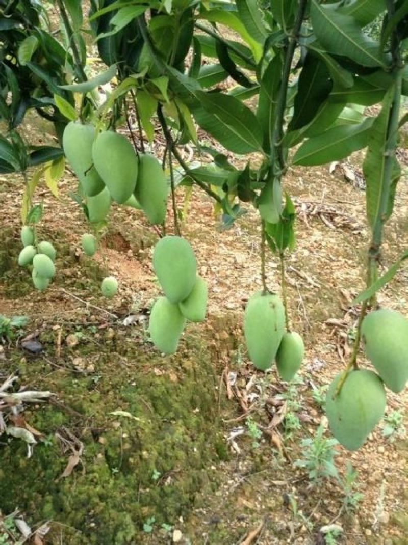 台农苗桂七芒果苗