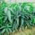 台农苗桂七芒果苗