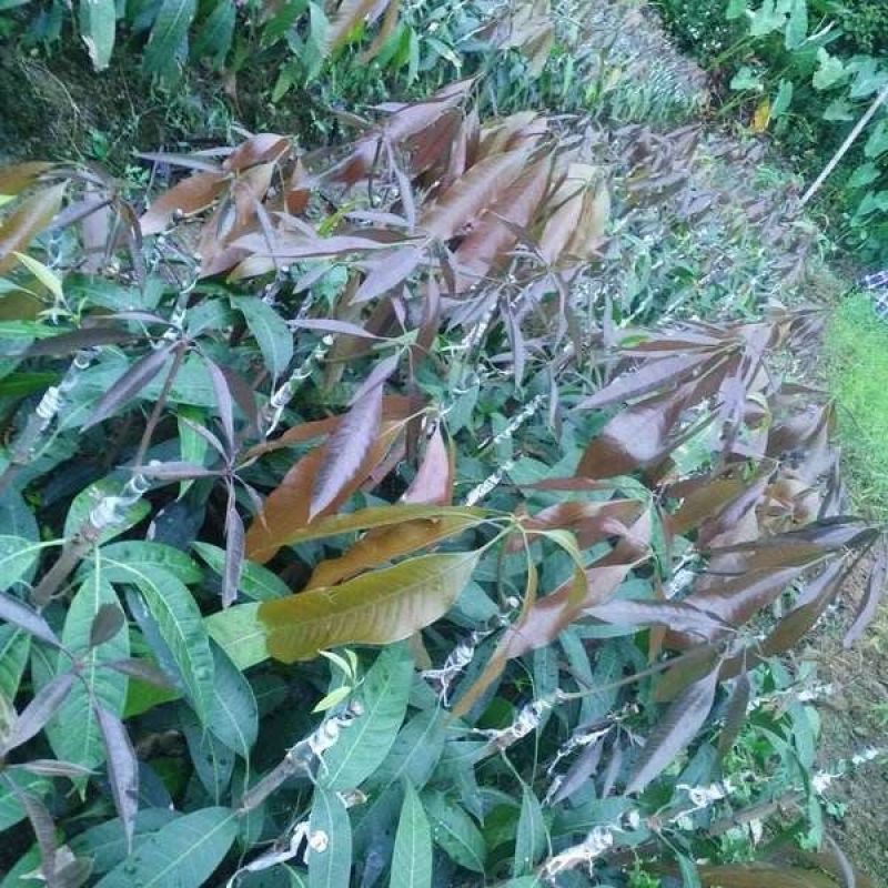 台农苗桂七芒果苗