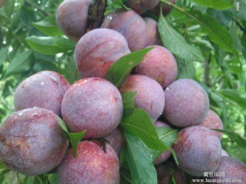 三华李树苗50~100cm