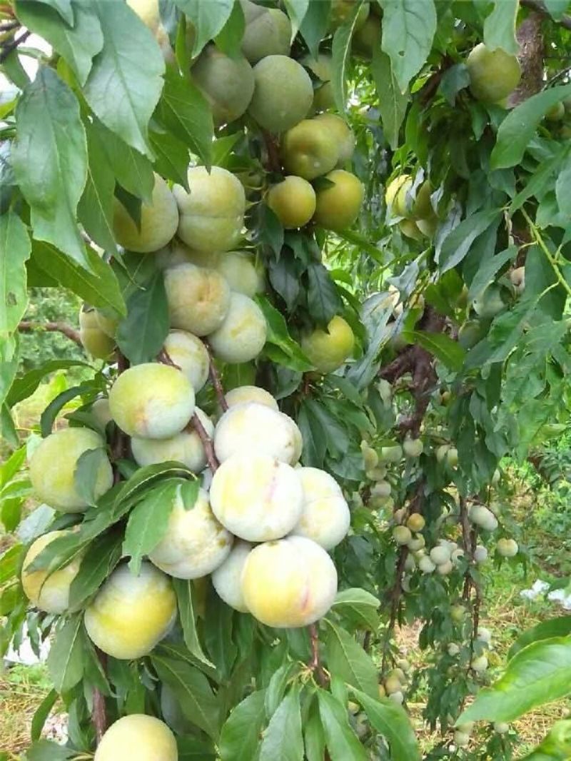 三华李树苗50~100cm