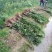 三华李树苗50~100cm