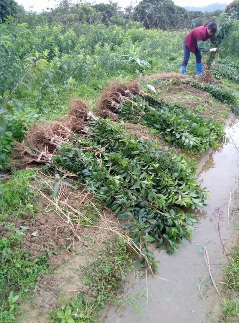 三华李树苗50~100cm