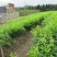 三华李树苗50~100cm