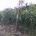 三华李树苗50~100cm