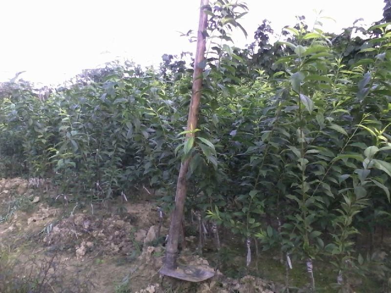 三华李树苗50~100cm