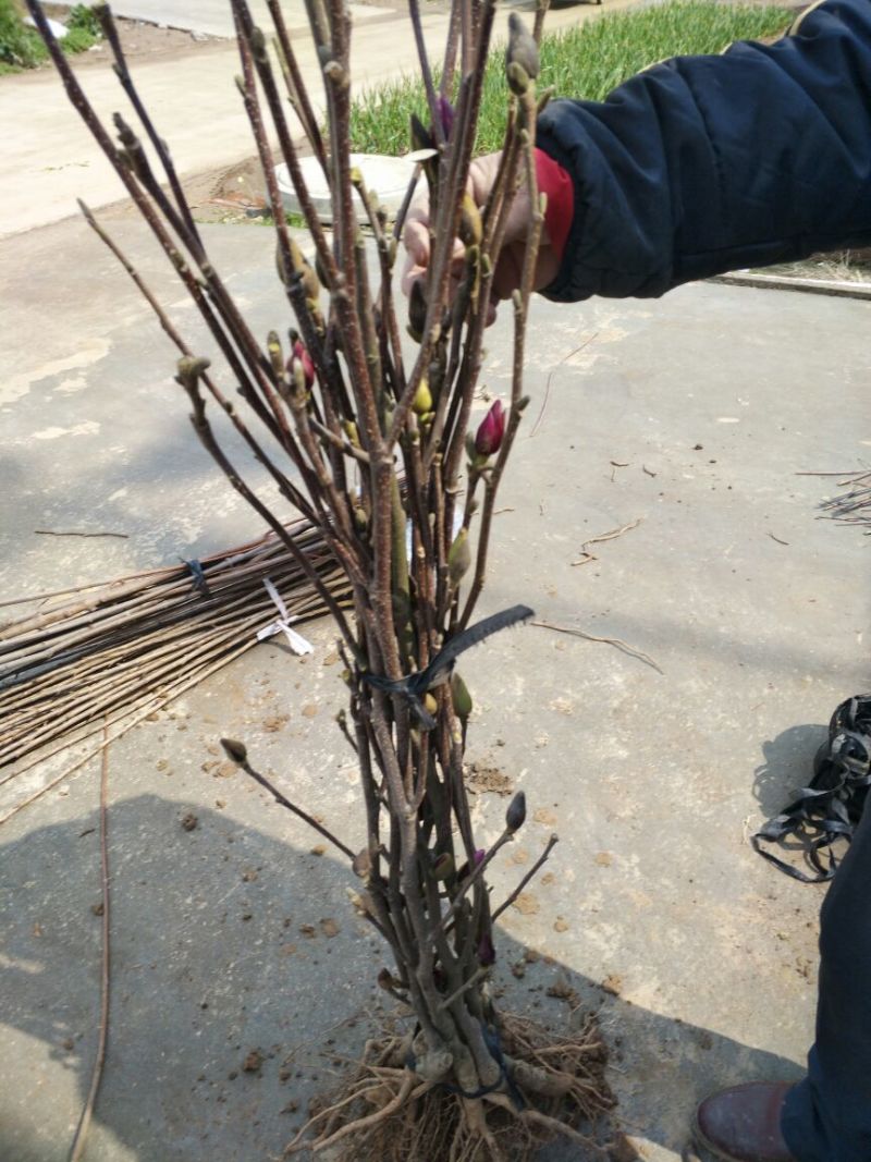 红玉兰苗地栽苗80cm以上