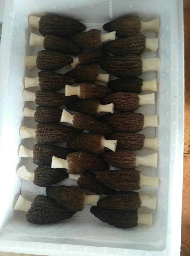 羊肚菌中上通货