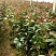 大叶黄杨，高度五十公分左右，冠幅在20公分左右，大量有货