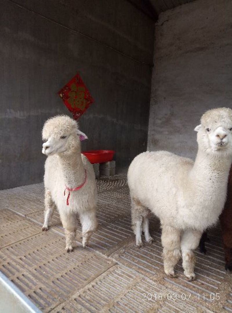 羊驼80~110斤