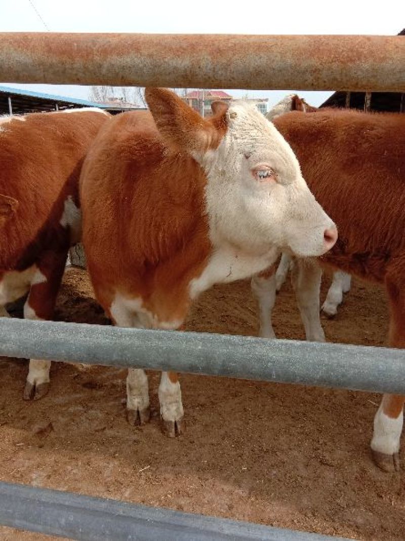 西门塔尔牛400~600斤