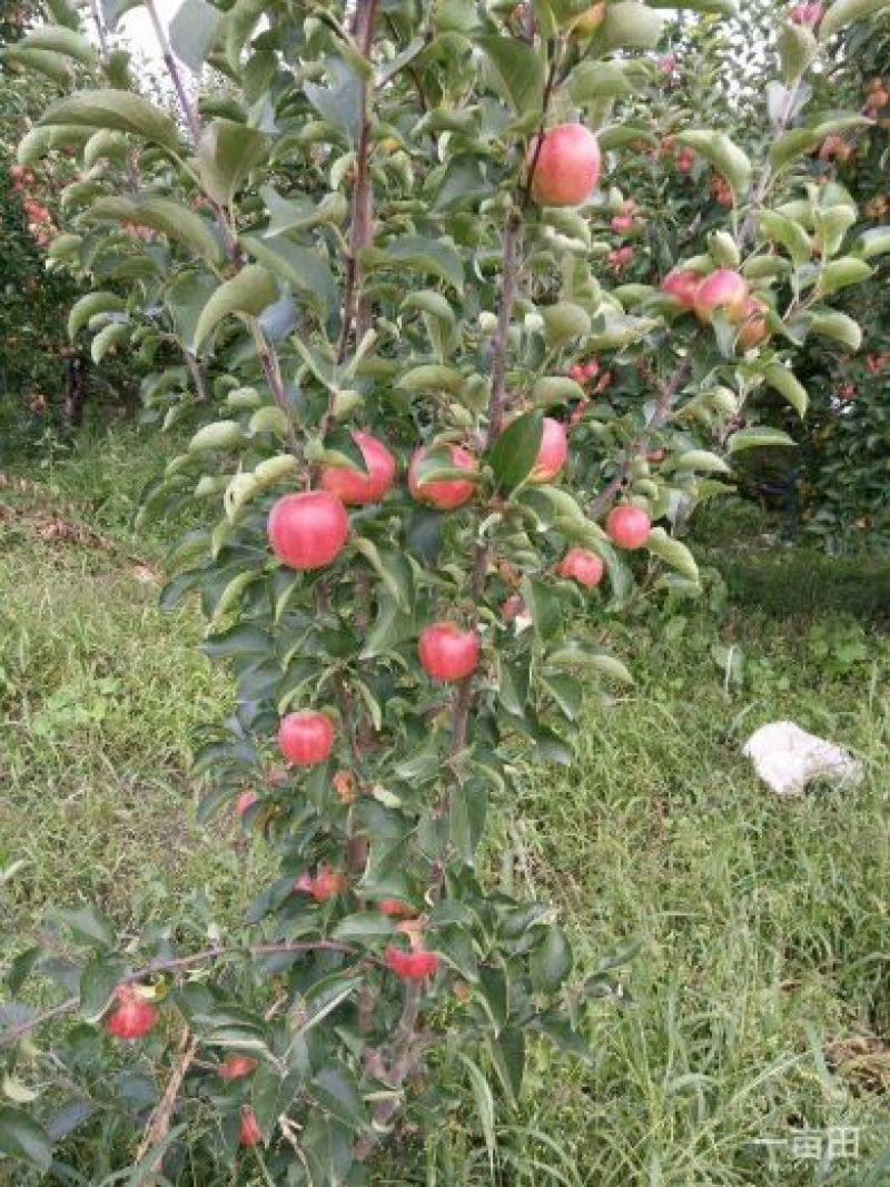 123苹果花红小苹果东北特产