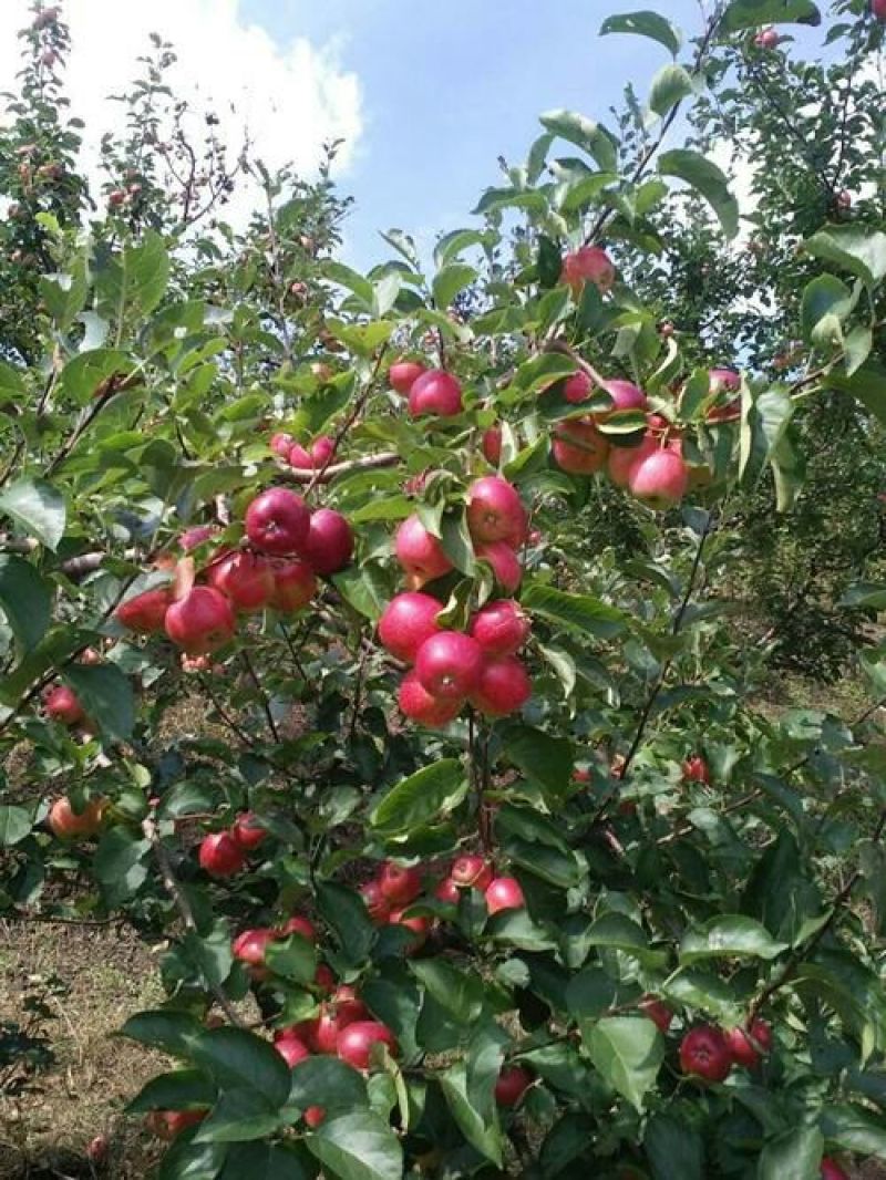 123苹果花红小苹果东北特产