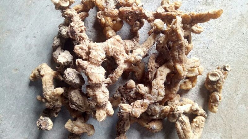 黄精中大货