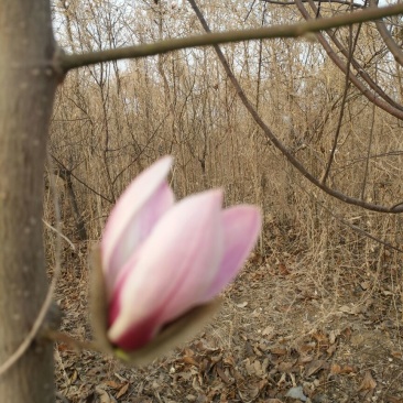 玉兰树3~5cm