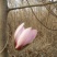 玉兰树3~5cm