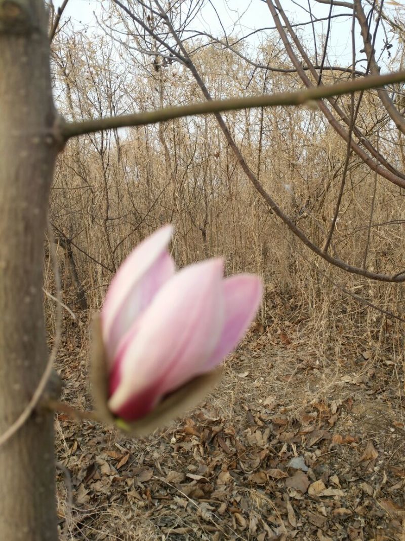 玉兰树3~5cm
