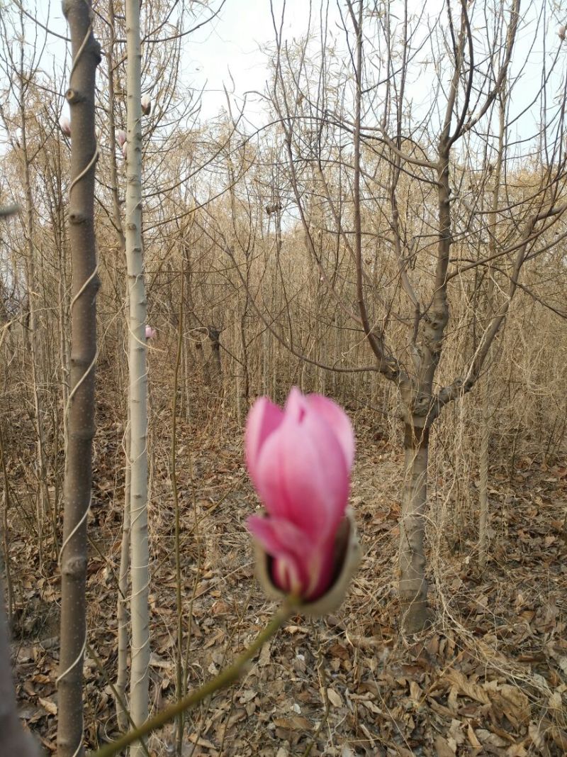 玉兰树3~5cm