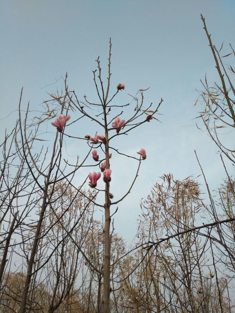 玉兰树3~5cm