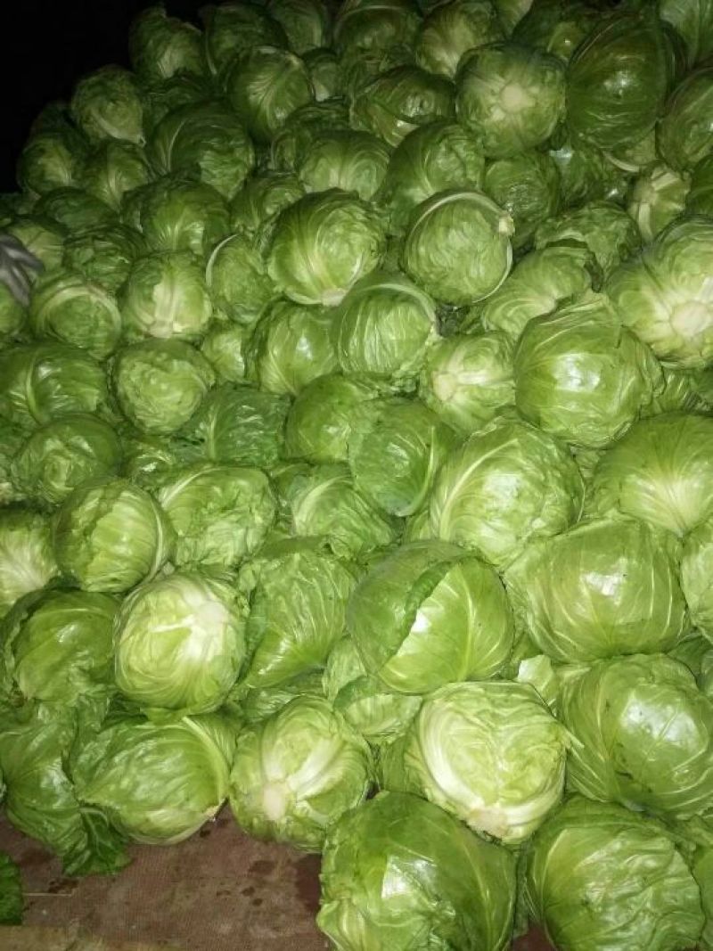 山东聊城大棚绿甘蓝大量上市中，个头匀，