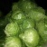 山东聊城大棚绿甘蓝大量上市中，个头匀，