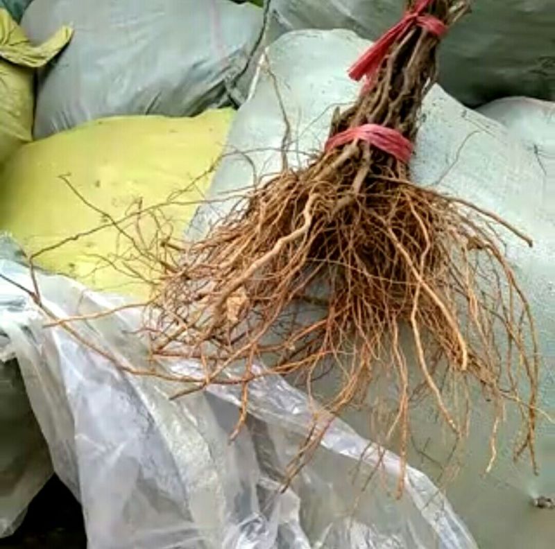 金手指葡萄苗30~50cm2年