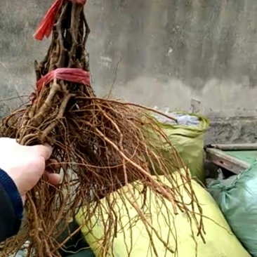 金手指葡萄苗30~50cm2年