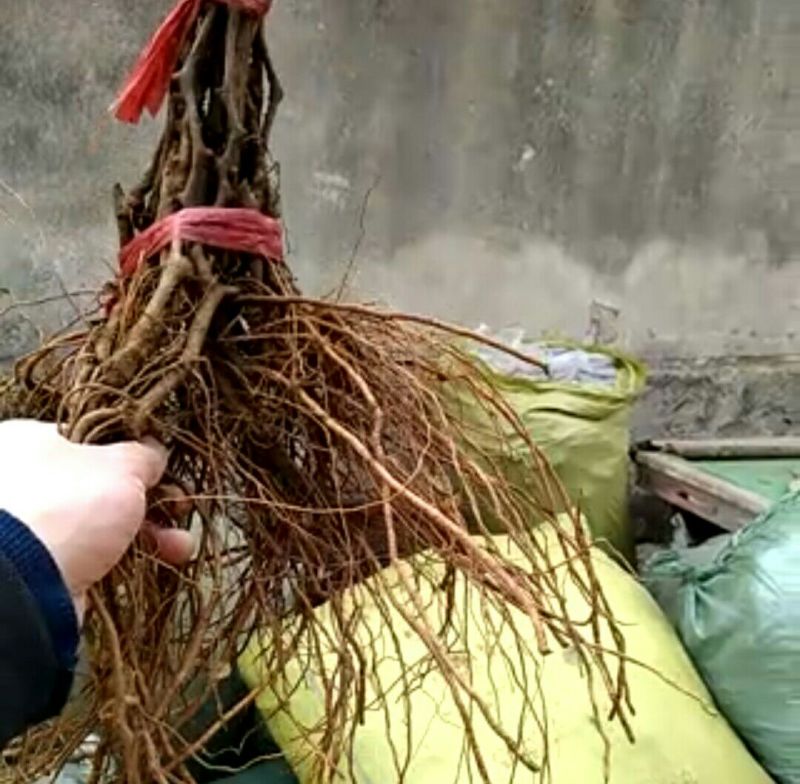 金手指葡萄苗30~50cm2年