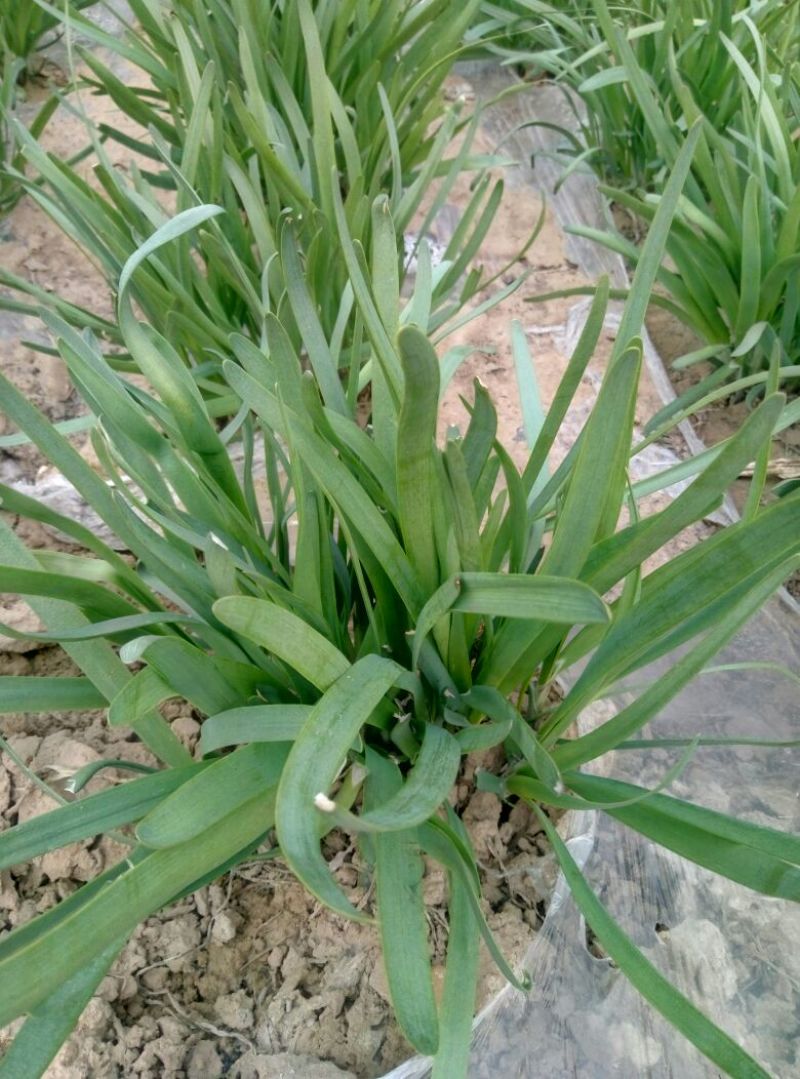 大叶韭菜头茬