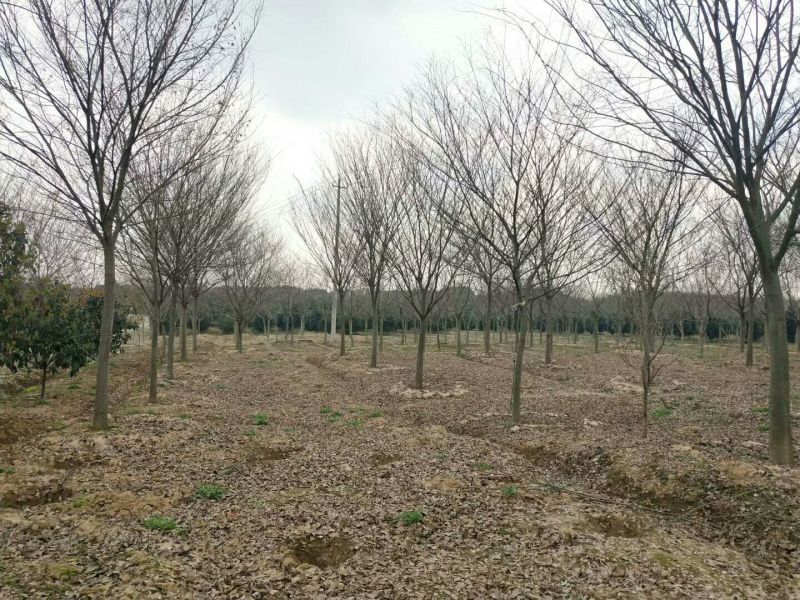 榉树3公分4公分5公分12公分15公分价格南京榉树价格