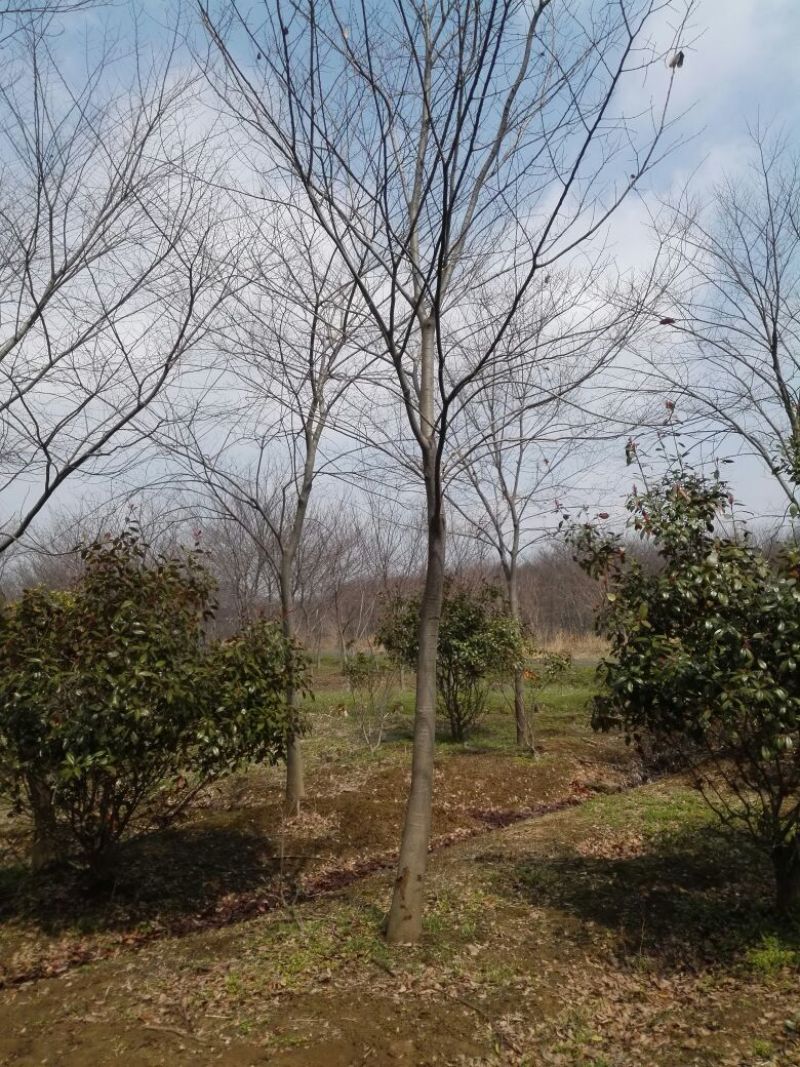 榉树3公分4公分5公分12公分15公分价格南京榉树价格