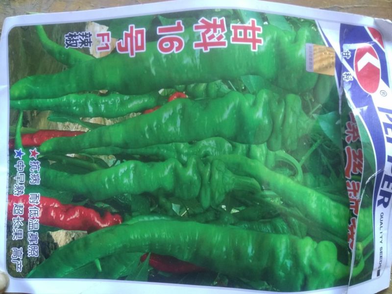 辣椒苗螺丝椒苗价格实惠欢迎咨询选购