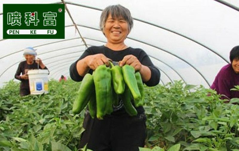 金丰保辣椒专用叶面肥青椒线椒朝天椒营养液拉直拉长剂叶面肥