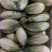 羊角蜜甜瓜0.3斤以上统货