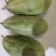 羊角蜜甜瓜0.3斤以上统货