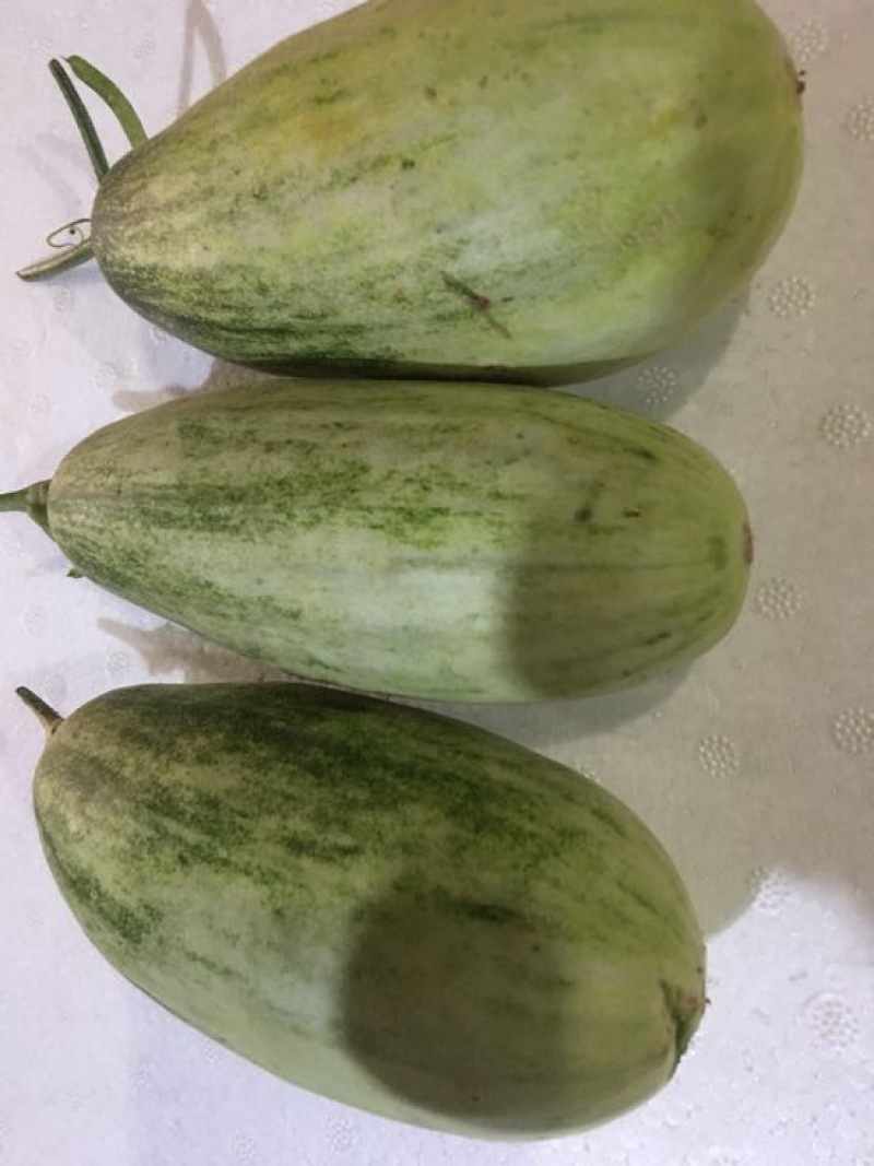 羊角蜜甜瓜0.3斤以上统货