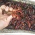 小龙虾食用6-8钱（30-40克）活虾小龙虾主养