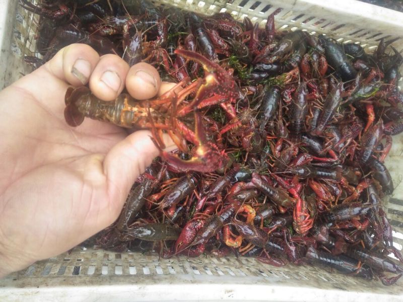 小龙虾食用6-8钱（30-40克）活虾小龙虾主养