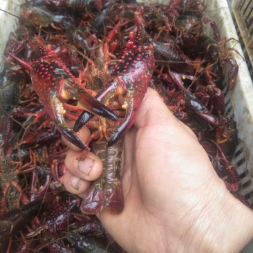 小龙虾食用6-8钱（30-40克）活虾小龙虾主养