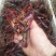 小龙虾食用6-8钱（30-40克）活虾小龙虾主养
