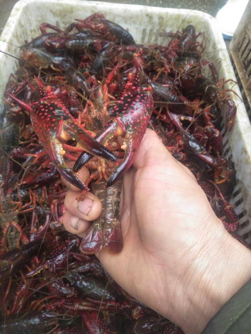 小龙虾食用6-8钱（30-40克）活虾小龙虾主养