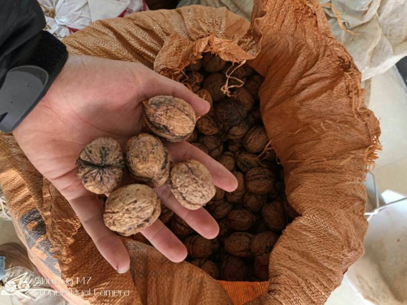 核桃去皮25mm以下干