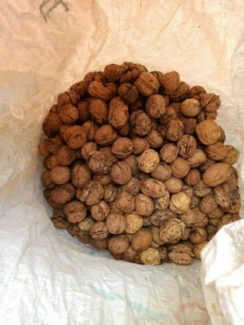 核桃去皮25mm以下干