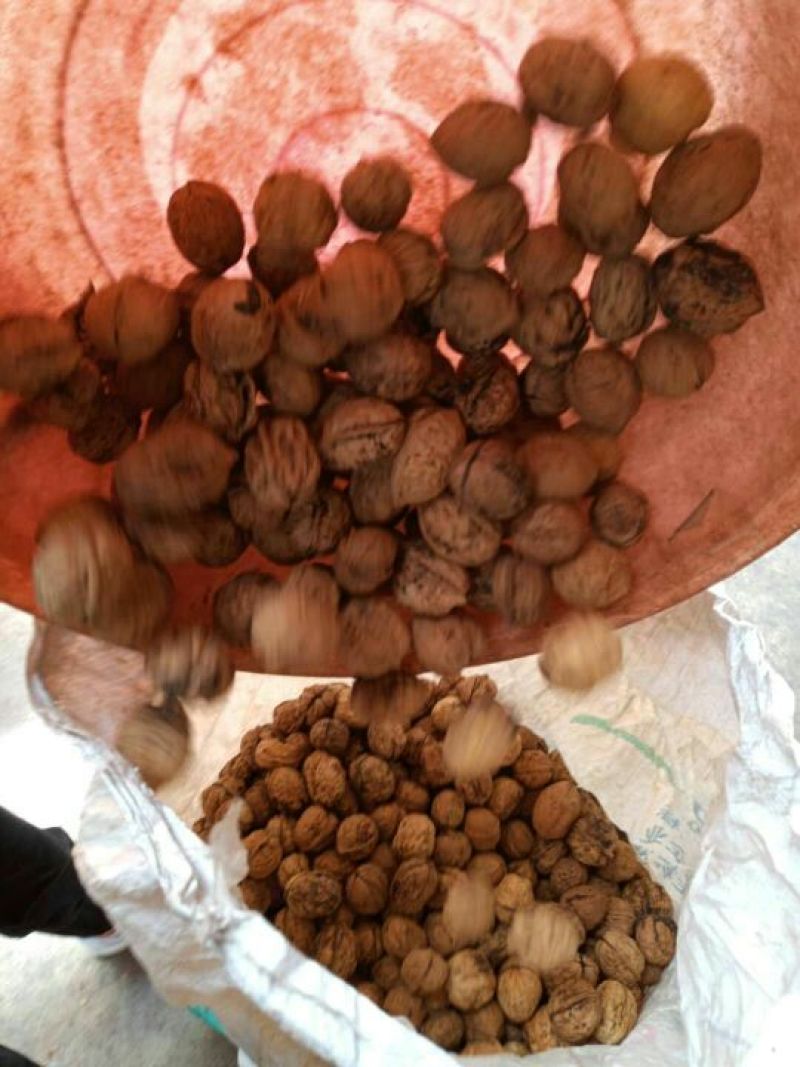 核桃去皮25mm以下干