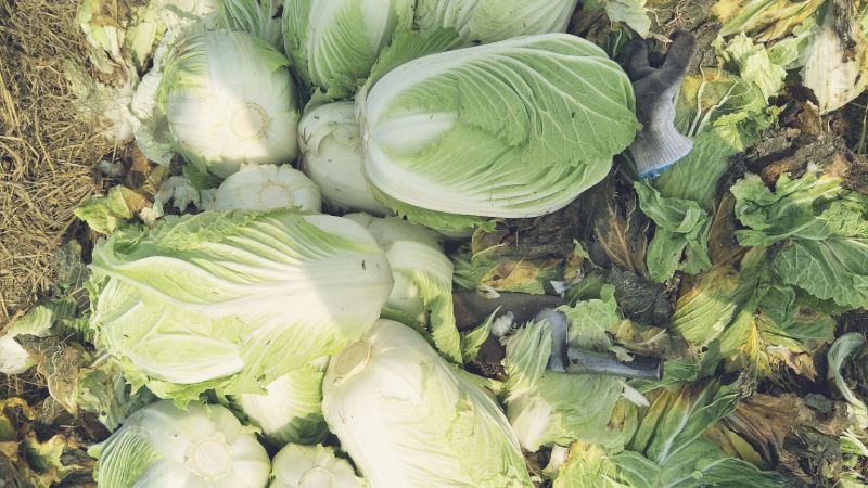 白菜毛菜，半毛毛。菜青杂三号4~6斤净菜，产地直销