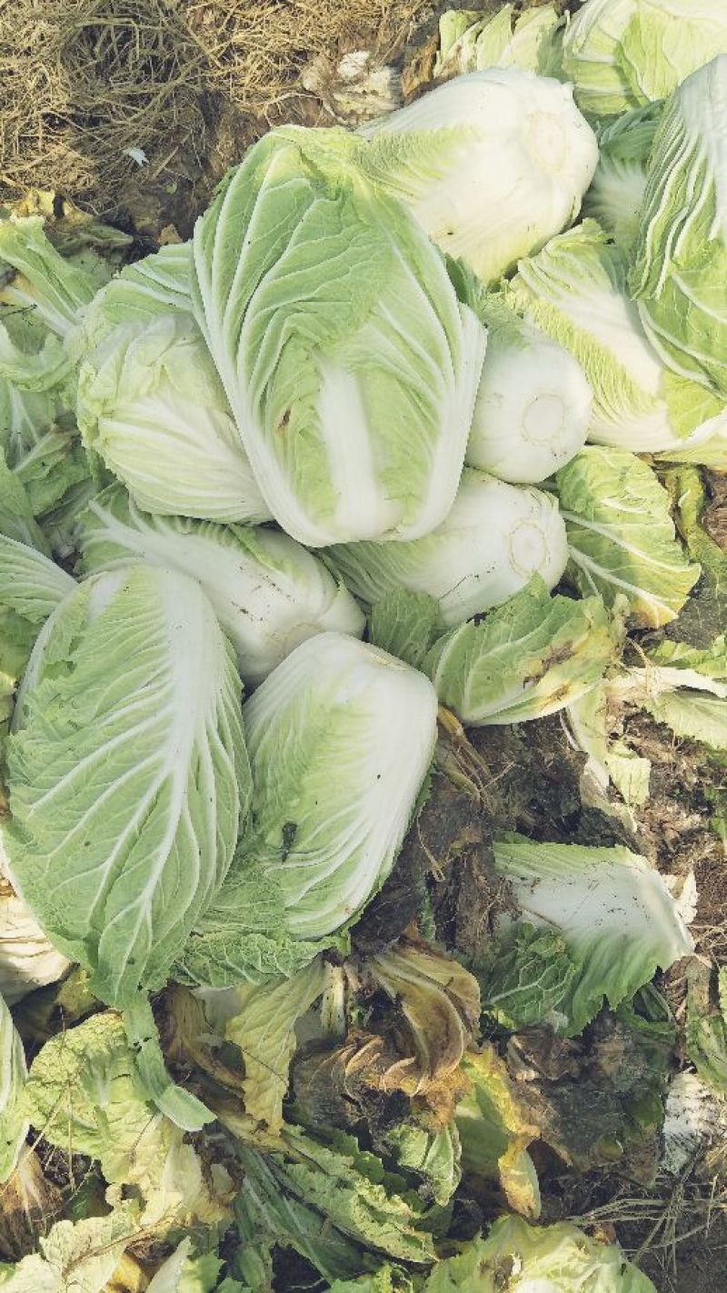 白菜毛菜，半毛毛。菜青杂三号4~6斤净菜，产地直销
