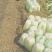 白菜毛菜，半毛毛。菜青杂三号4~6斤净菜，产地直销