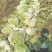 白菜毛菜，半毛毛。菜青杂三号4~6斤净菜，产地直销