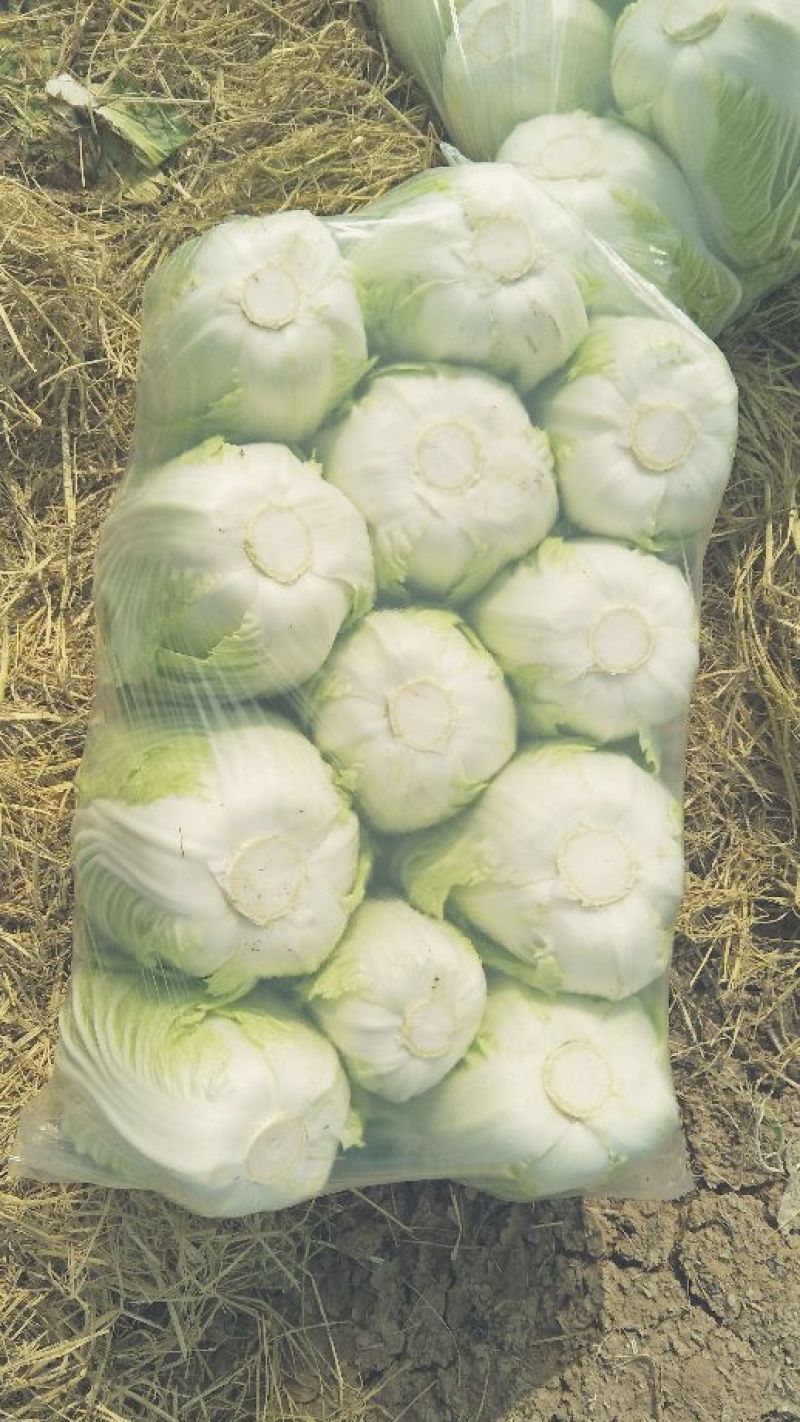 白菜毛菜，半毛毛。菜青杂三号4~6斤净菜，产地直销